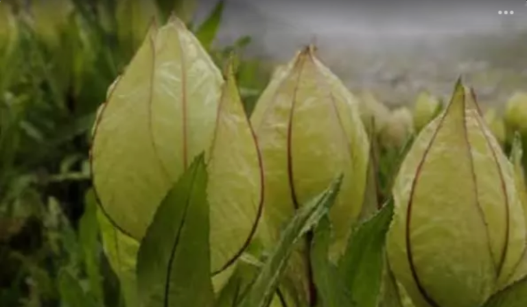 Screenshot_20250127-165510~2