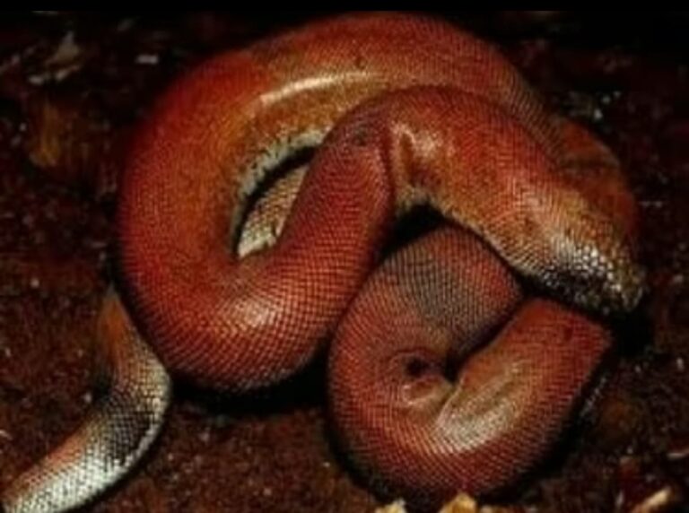 Screenshot_20250505_063819_WhatsApp