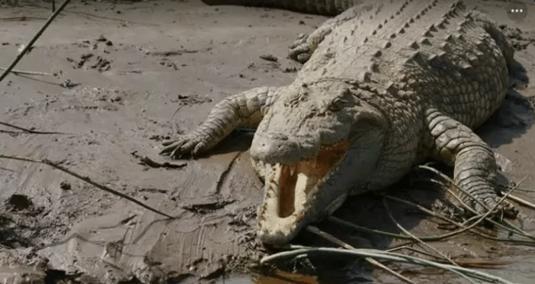 Screenshot_20250516-201521~2