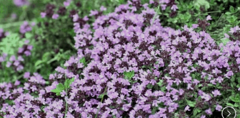 Screenshot_20250522-075836~2