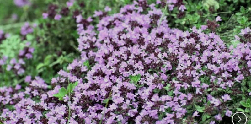 Screenshot_20250522-075836~2