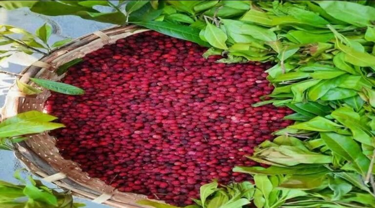 Screenshot_20250531_080220_WhatsApp