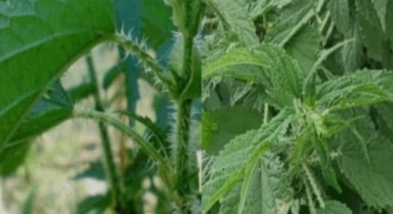 Screenshot_20250603-073022~2