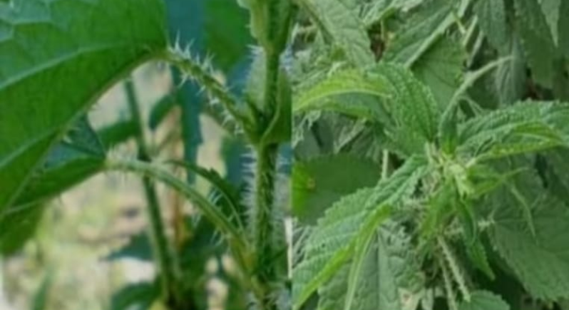 Screenshot_20250603-073022~2