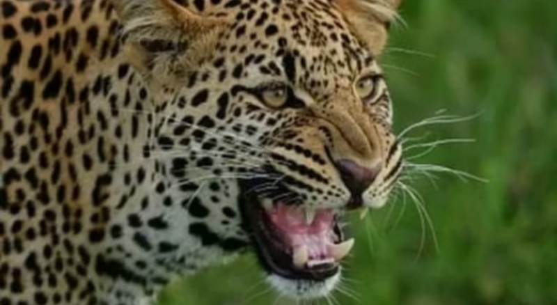 Screenshot_20250612-080442~2