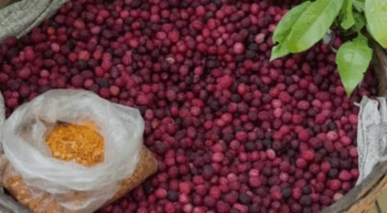 Screenshot_20250702-072211~2