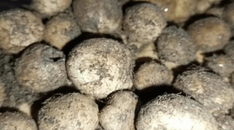 Screenshot_20250709-080057~2