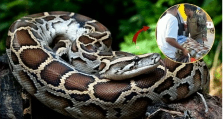 Screenshot_20250710-083529~2