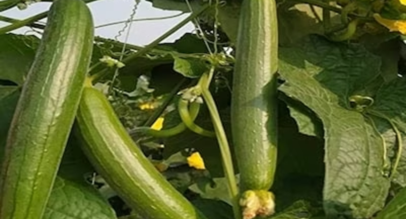 Screenshot_20250719-075538~2