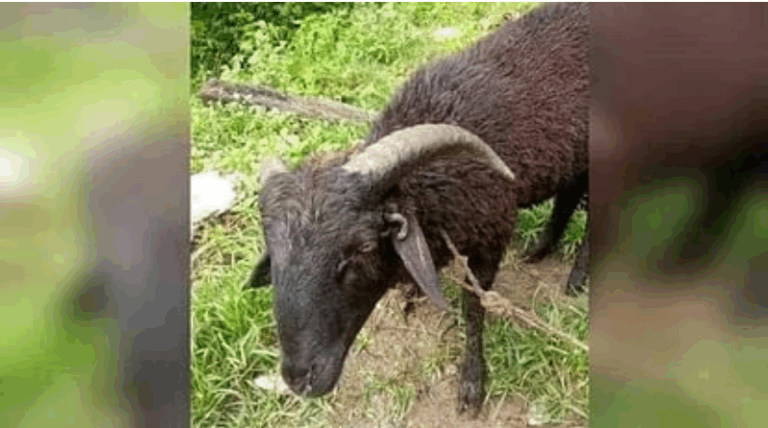 Screenshot_20250721-082118~2