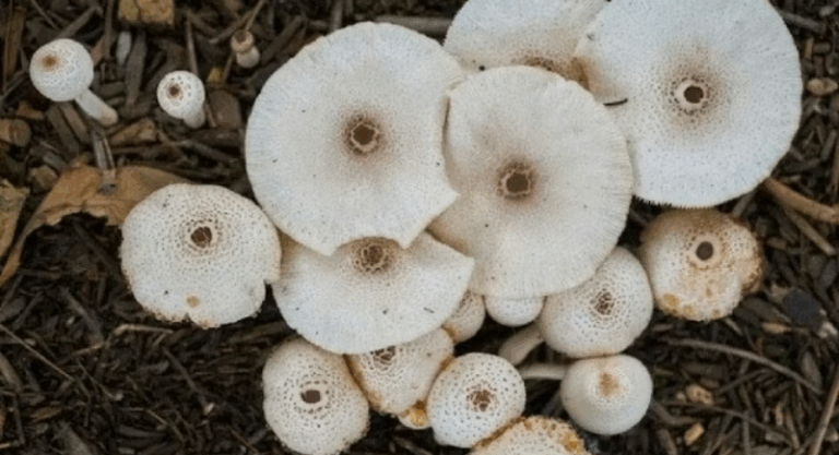 Screenshot_20250830-080951~2