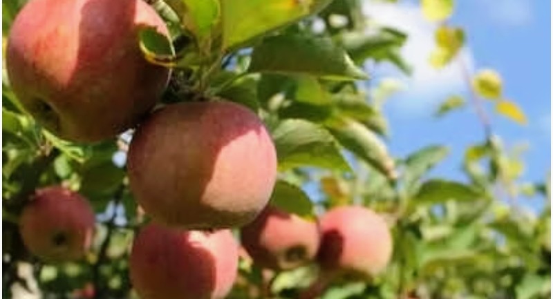 Screenshot_20250922-080151~2