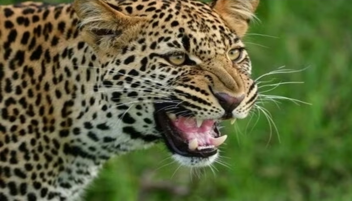 Screenshot_20250930_083817_Chrome