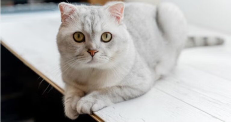 Screenshot_20251115_083856_Chrome