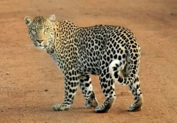 Screenshot_20251211_093451_Chrome