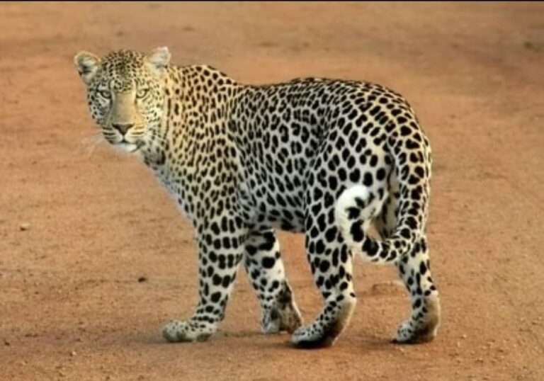 Screenshot_20251211_093451_Chrome