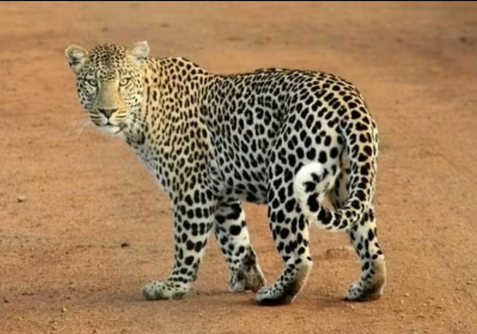 Screenshot_20251211_093451_Chrome