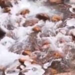 Screenshot_20251221_091602_Chrome