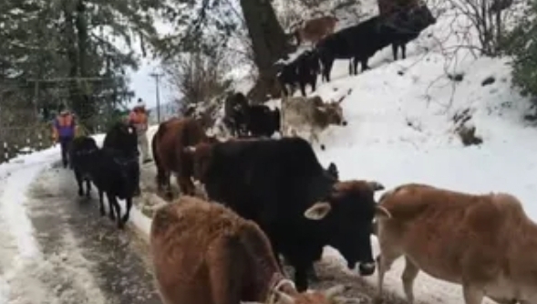 Screenshot_20260131_090132_Chrome