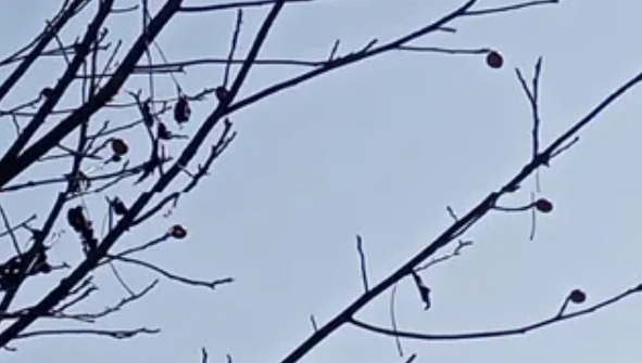 Screenshot_20260131_091017_Chrome