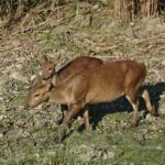 Screenshot_20260210_083644_Chrome