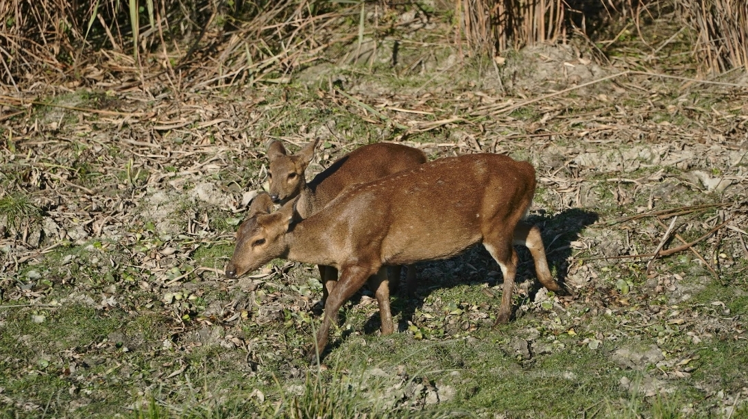 Screenshot_20260210_083644_Chrome