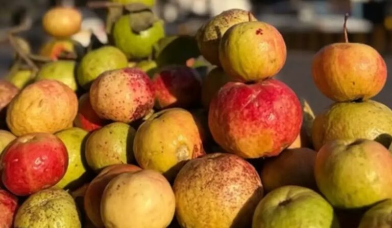 Screenshot_20260222_084502_Chrome