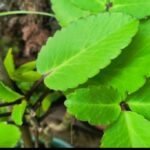 Screenshot_20260304_084613_Chrome