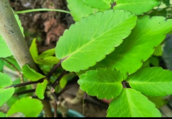 Screenshot_20260304_084613_Chrome