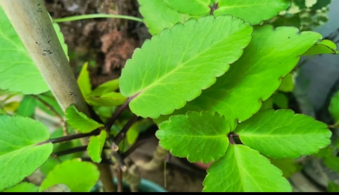 Screenshot_20260304_084613_Chrome