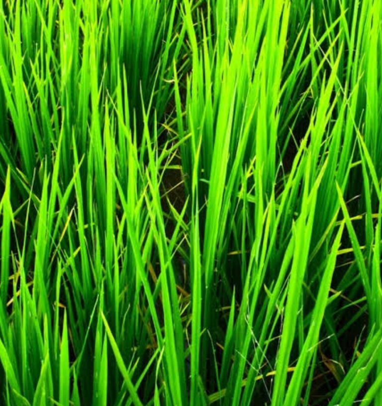 Screenshot_20260317_085157_Google