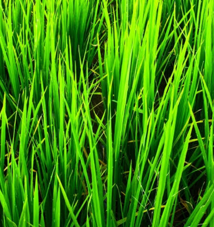 Screenshot_20260317_085157_Google