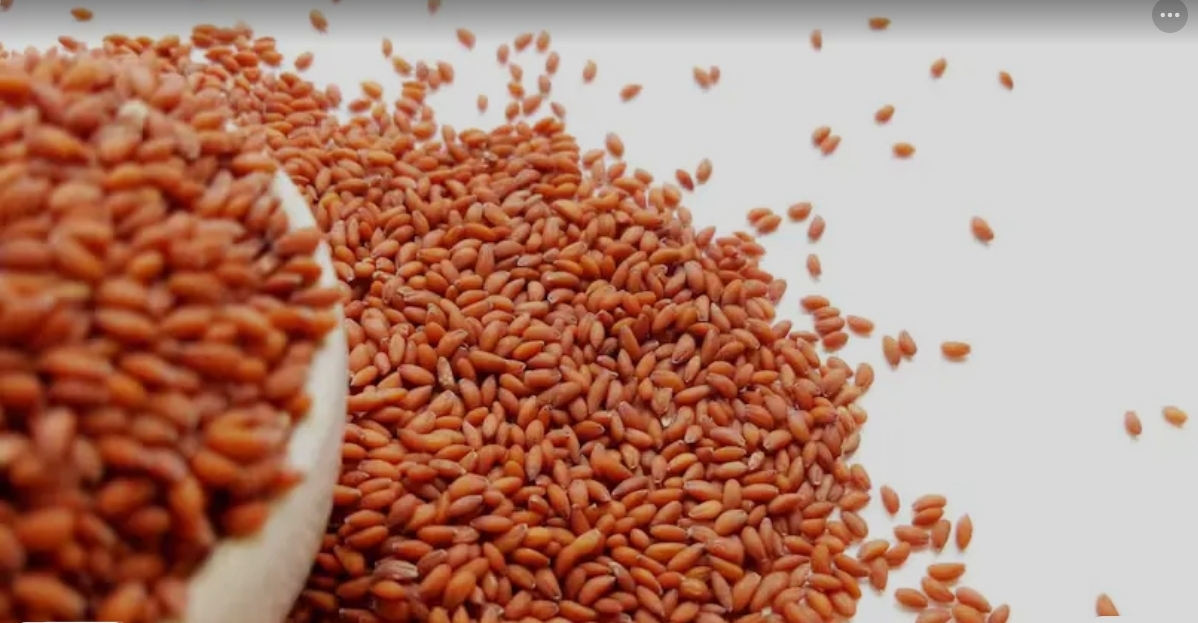 Screenshot_20260411_085030_Google